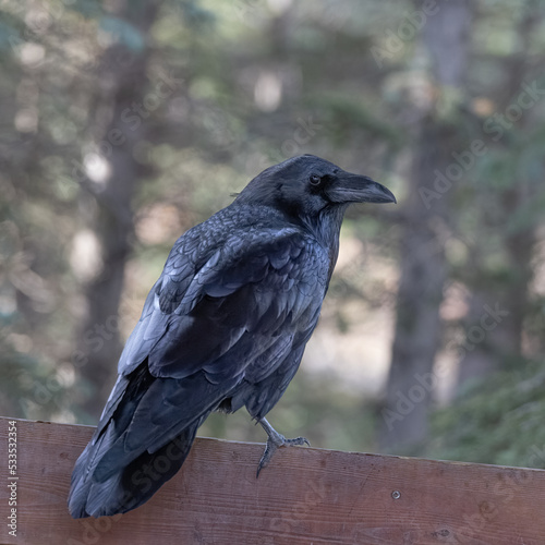 A Common Raven in Alaska