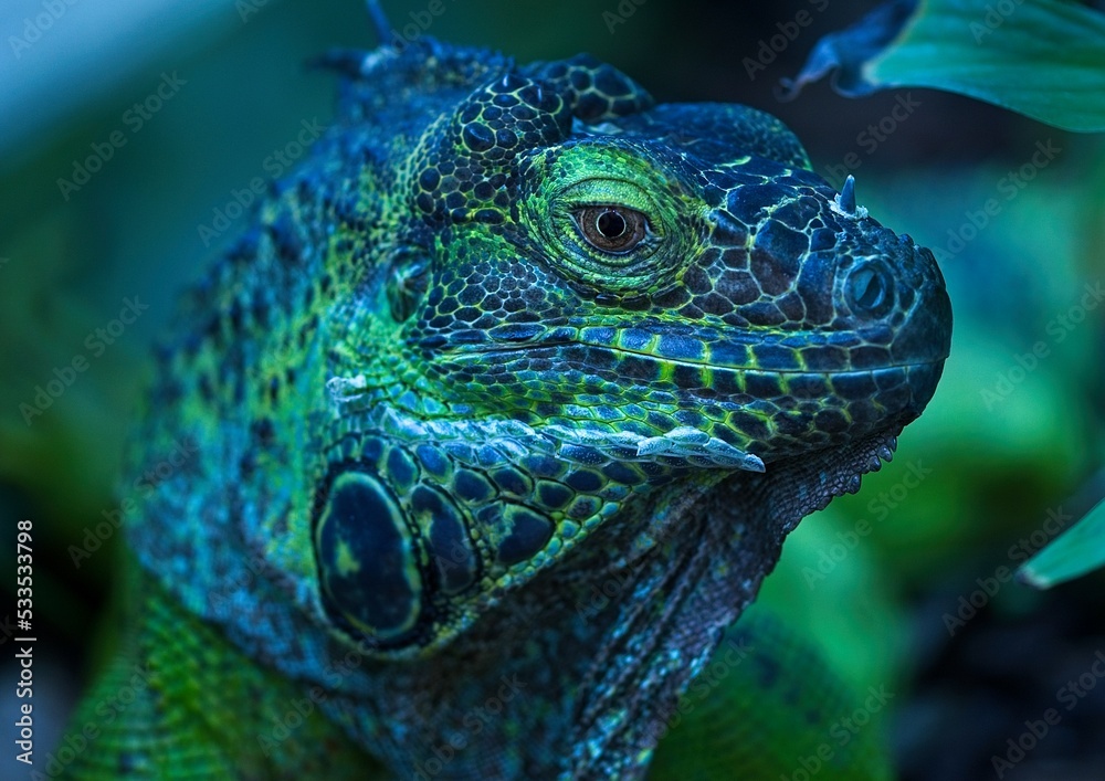 Fototapeta premium close up of a iguana