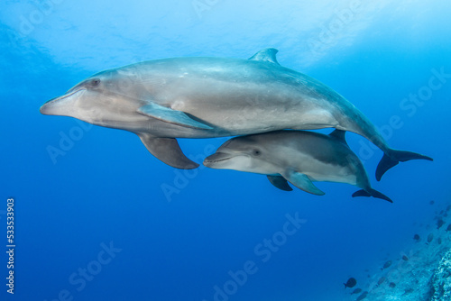 Bottlenose dolphins © Tropicalens