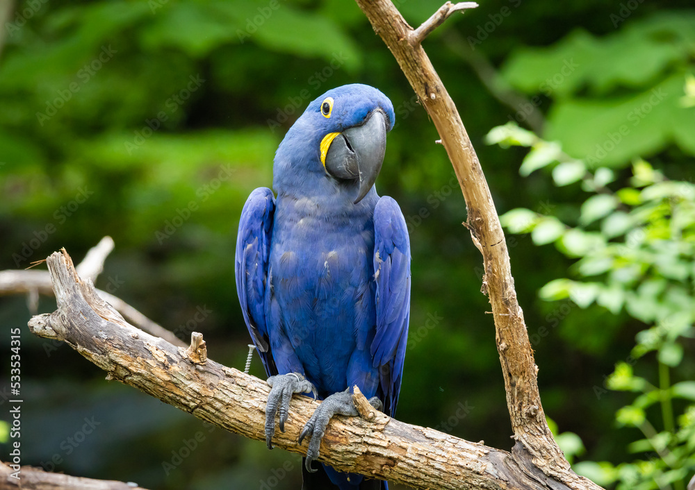 Obraz premium Hyacinth Macaw sitting in a tree at an aviary in a zoo in Tennessee.
