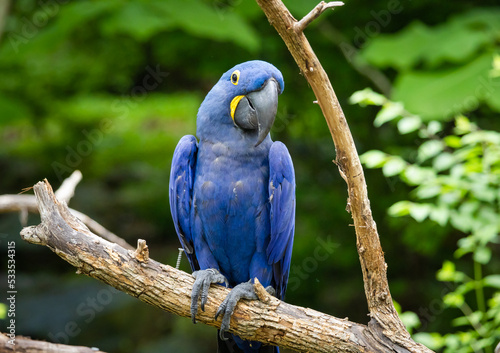 Vászonkép Hyacinth Macaw sitting in a tree at an aviary in a zoo in Tennessee