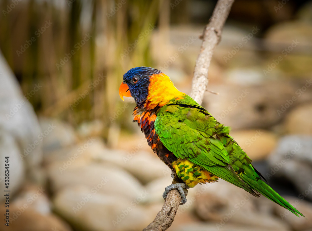 Rainbow Lorikeet sitting on a tree limb at a zoo in Tennessee. Rainbow Lorikeet sitting on a tree limb at a zoo in Tennessee.