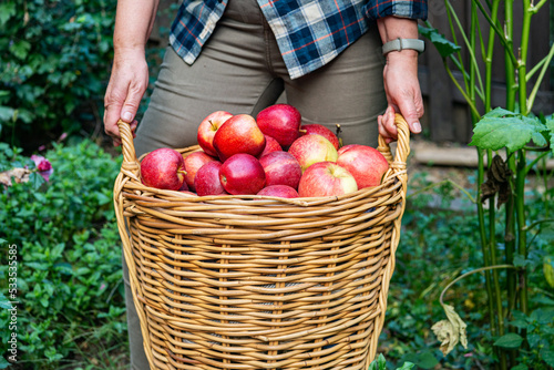 woman holds wicker basket full of fresh apples. Autumn harvest close-up.
