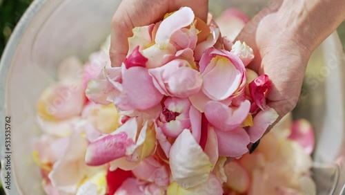 Colorful rose petals harvested for perfume, oil, tea. Industrial cultivation, production. Collected fresh flowers in womens palms photo