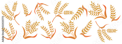 Many wheat spikelets on white background