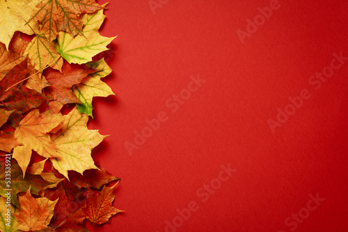 Maple leaves on red background. Autumn, Thanksgiving Day sale banner design. Flat lay, top view, copy space.
