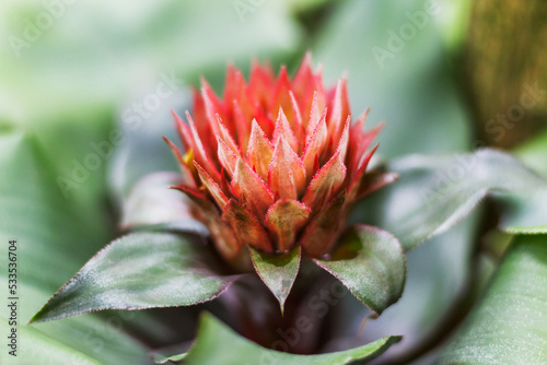 Bright red flower of Aechmea. Close up of flowering plant in family Bromeliaceae. © Konstantin Aksenov