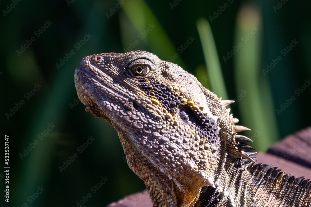 Obraz premium Close up Eastern Water Dragon
