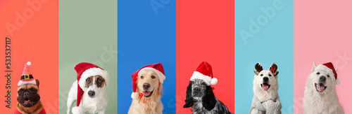 Cute funny dogs in Santa hats on colorful background © Pixel-Shot