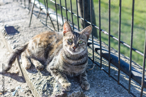 close up of a street cat sitting by the fence of a public park