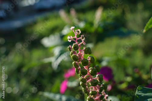 blossoming flowers with soft focus green background