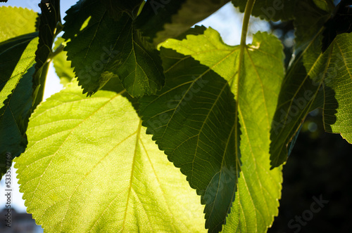 bright green leaves of a tree with sun coming through