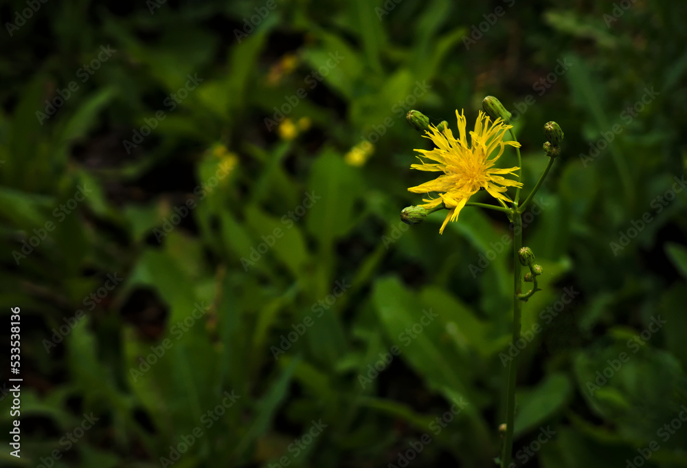 Yellow Prairie Flower In the Wild Yellow Prairie Flower In the Wild