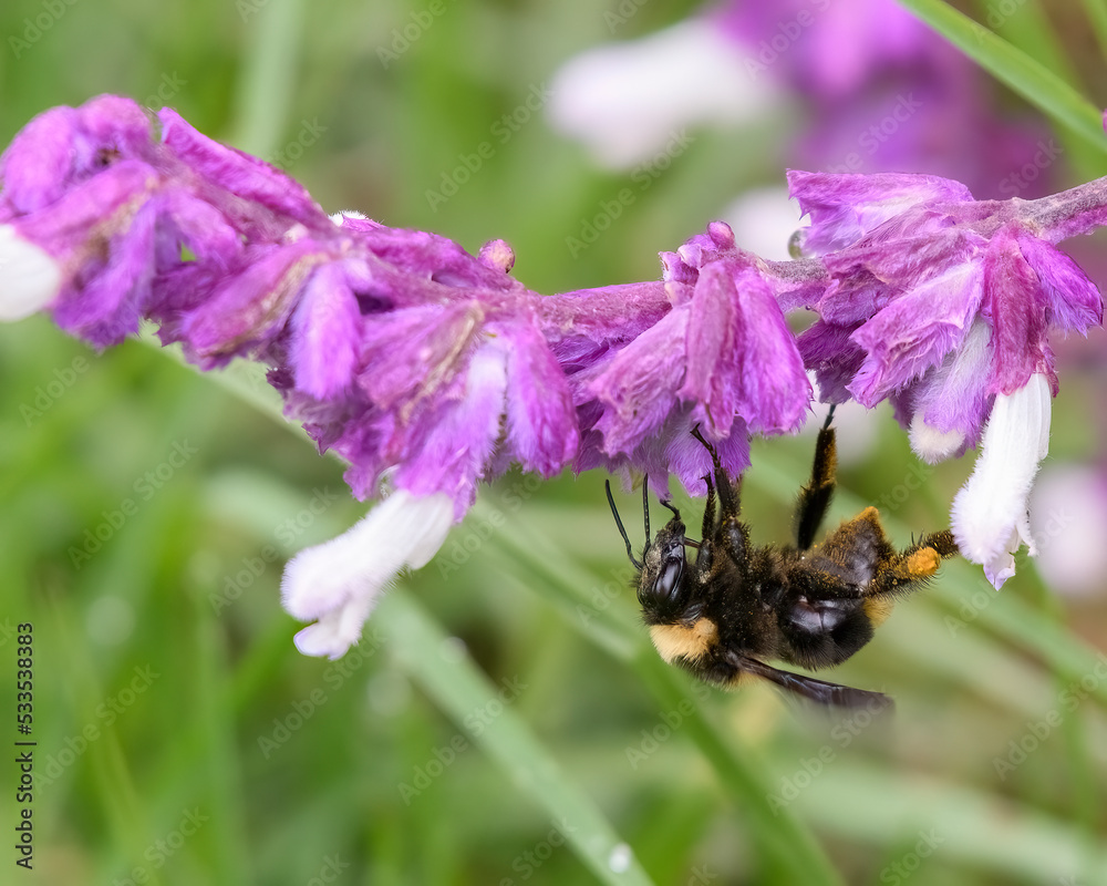 Bumblebee on a Salvia Leucantha flower. Bumblebee on a Salvia Leucantha flower.