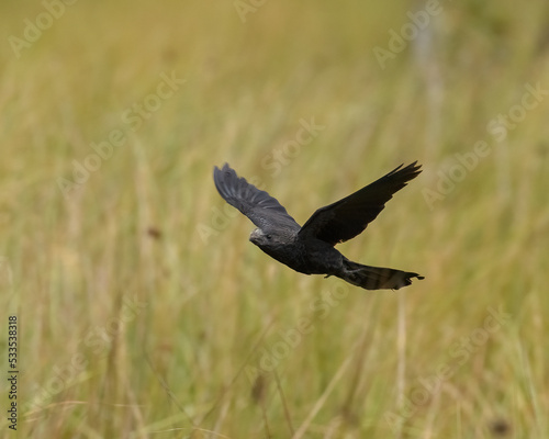 Crotophaga Ani, Smooth blilled Ani joyfully flying over a grassland. Activity. summer. 