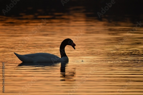 Fototapeta Naklejka Na Ścianę i Meble -  black-necked swan (Cygnus melancoryphus) in a park in Buenos Aires