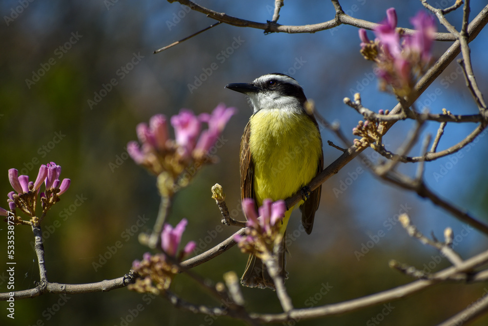 great kiskadee (Pitangus sulphuratus) perching great kiskadee (Pitangus sulphuratus) perching