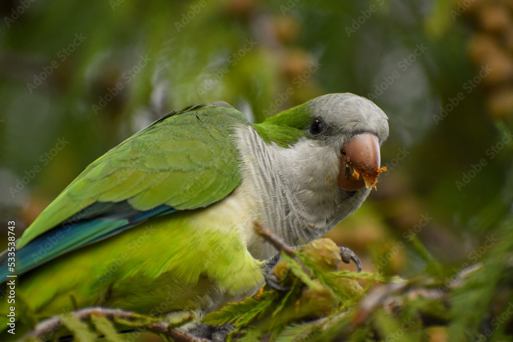 Obraz premium portrait of a cute monk parakeet (Myiopsitta monachus)