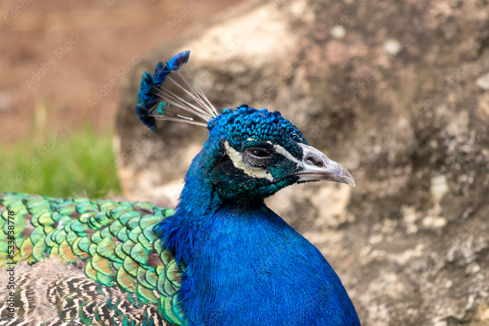 close up of peacock