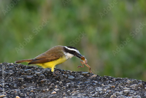 great kiskadee (Pitangus sulphuratus) hunting a frog photo