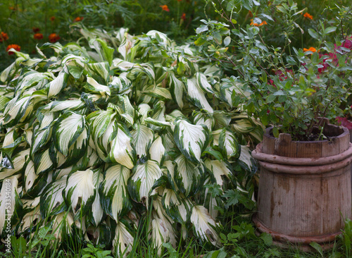 Hosta, marigold and other plants in the garden