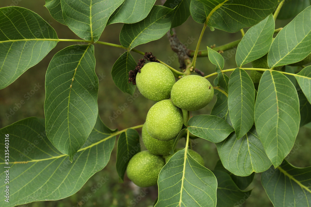 Green unripe walnuts on tree branch, closeup