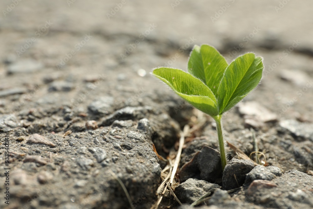 Green seedling growing in dry soil, space for text. Hope concept Green seedling growing in dry soil, space for text. Hope concept