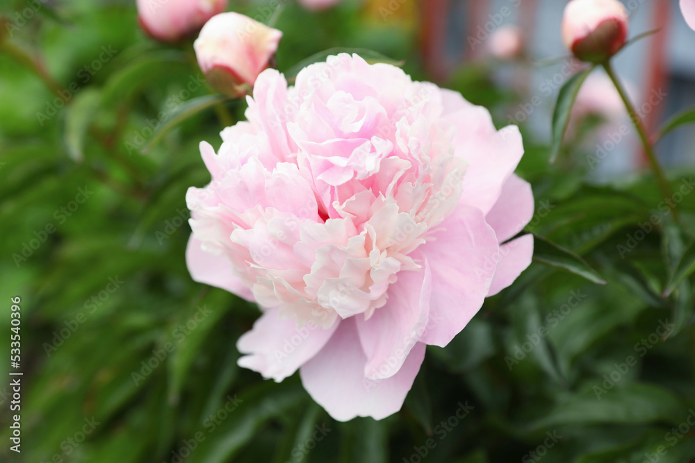 Beautiful blooming pink peony flower in garden, closeup