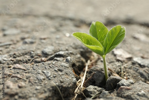 Green seedling growing in dry soil, space for text. Hope concept