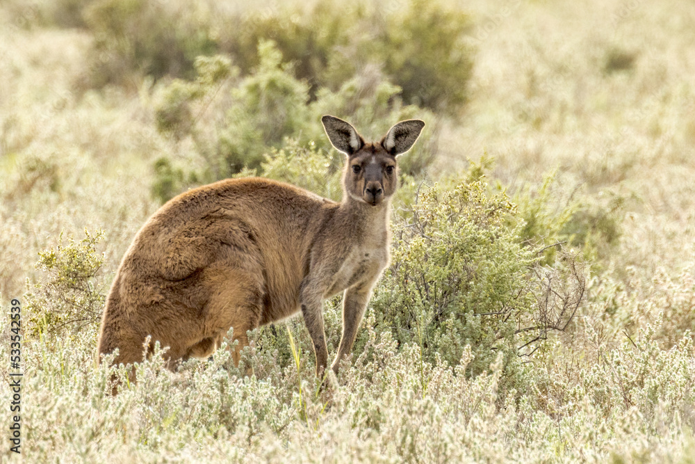 Red Kangaroo in South Australia