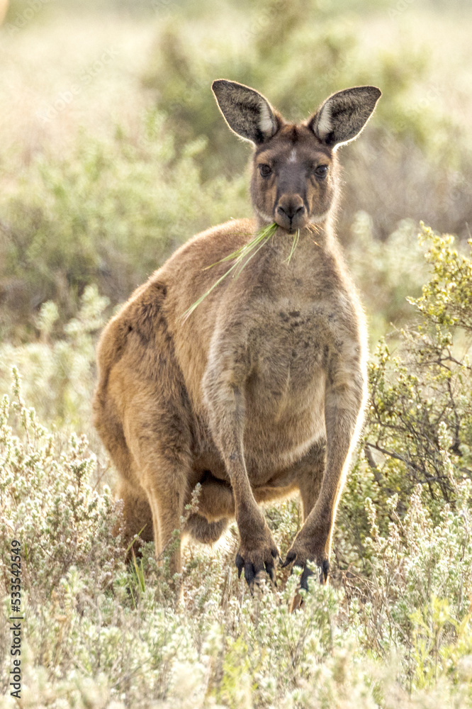 Red Kangaroo in South Australia Red Kangaroo in South Australia