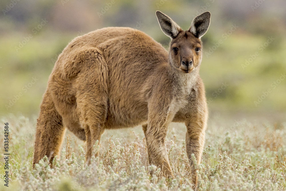 Fototapeta premium Red Kangaroo in South Australia