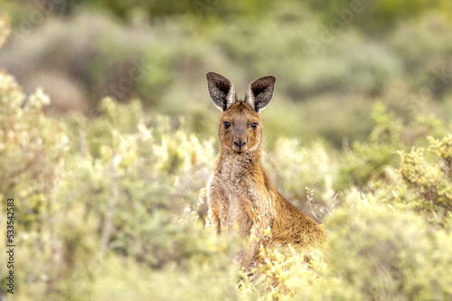 Red Kangaroo in South Australia © Imogen