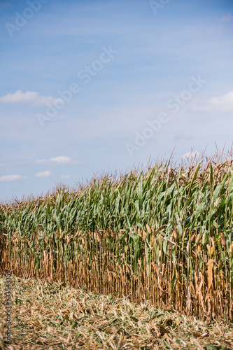 corn ready to be harvested