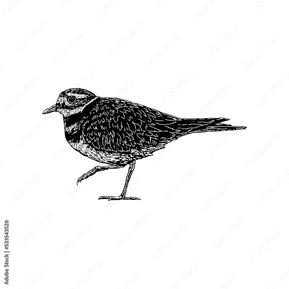 Killdeer bird hand drawing vector illustration isolated on background