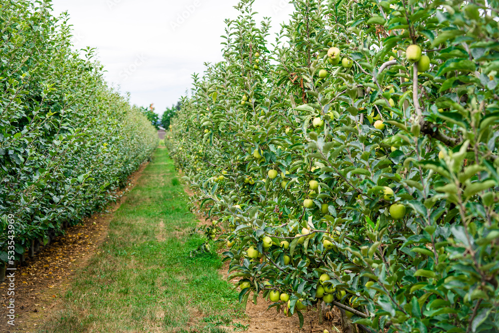 リンゴ畑　リンゴ狩り　農場　果樹園　北米