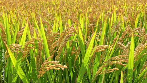 rice field