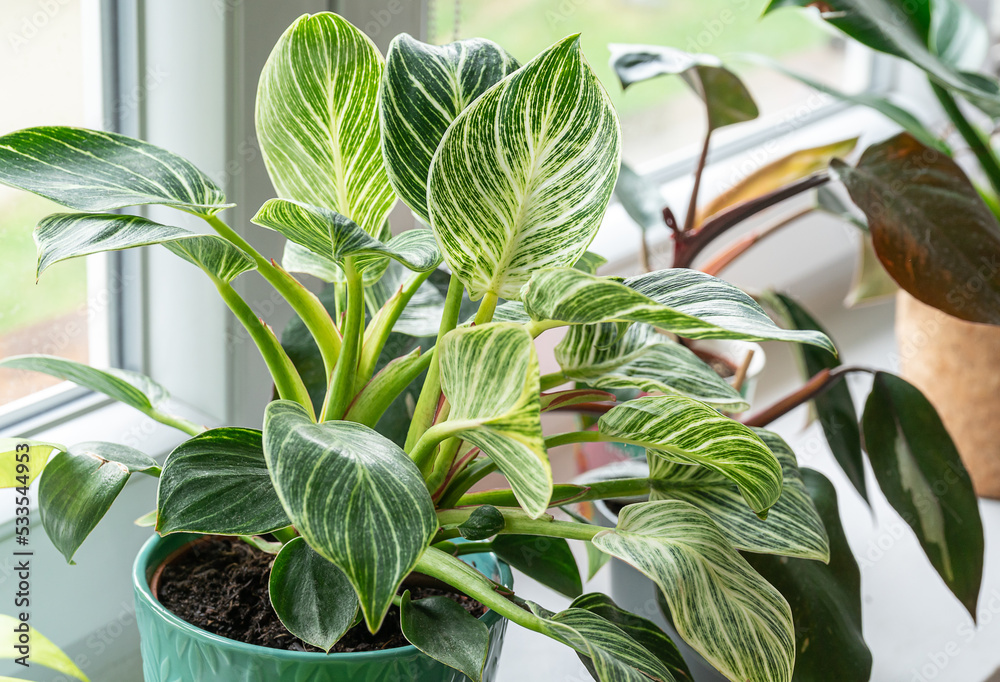 Close up of green leaf of philodendron birkin or new wave. plant in a pot on the windowsill at home. indoor gardening - obrazy, fototapety, plakaty 