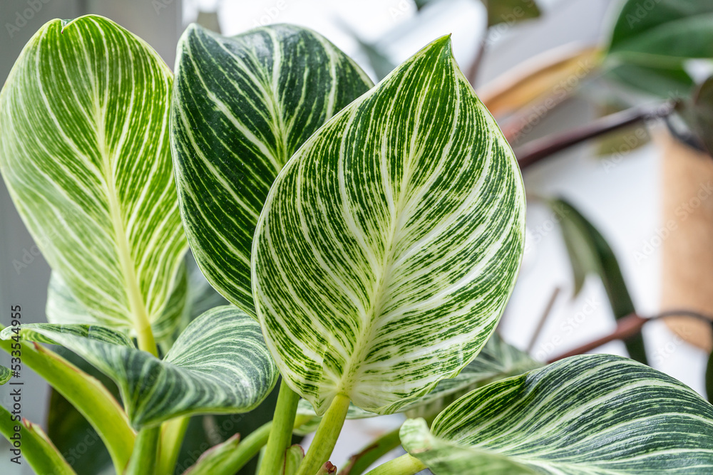 Close up of green leaf of philodendron birkin or new wave. plant in a pot on the windowsill at home. indoor gardening - obrazy, fototapety, plakaty 