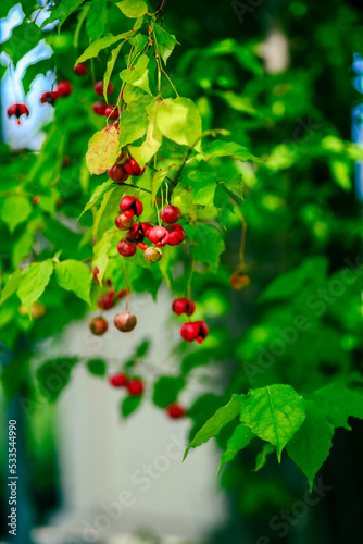 Spindle tree, Euonymus oxyphyllus, Tsuribana in autumn. photo