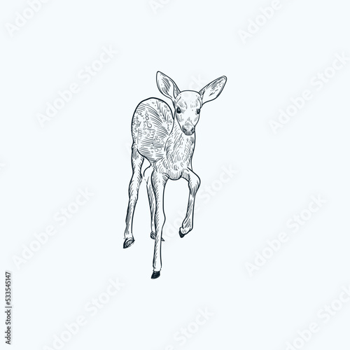 Vintage hand drawn sketch baby deer fawn