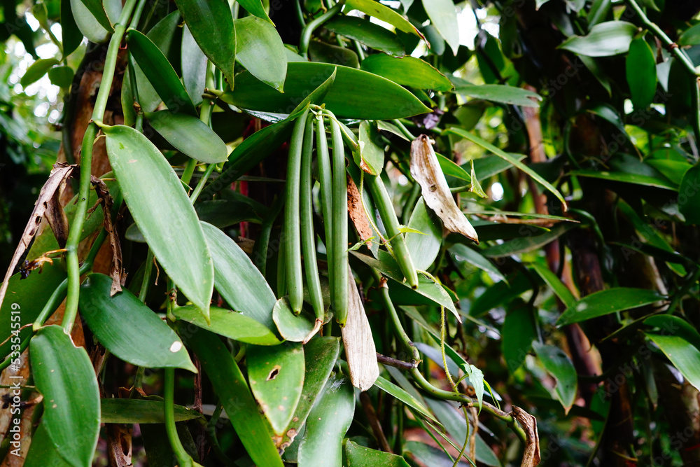 Selective focus Naturally Grown Vanilla , Fresh Vanilla pods from farm and hand picked by local farmers, Vanilla Fargrans (Salish) Ames, Vanilla Planifolia. Selective focus Naturally Grown Vanilla , Fresh Vanilla pods from farm and hand picked by local farmers, Vanilla Fargrans (Salish) Ames, Vanilla Planifolia.