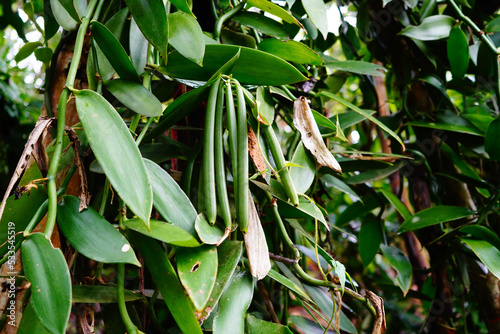 Selective focus Naturally Grown Vanilla , Fresh Vanilla pods from farm and hand picked by local farmers, Vanilla Fargrans (Salish) Ames, Vanilla Planifolia.