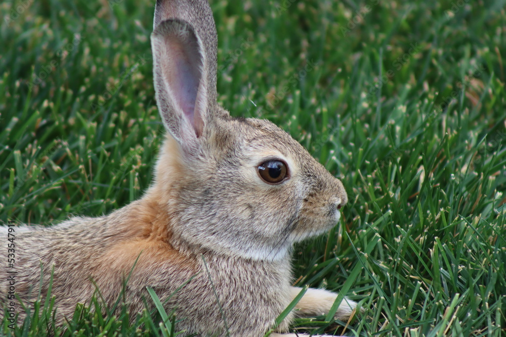 Fototapeta premium rabbit in the grass
