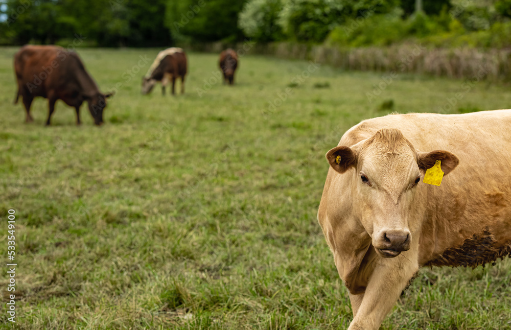 Cows grazing on a Field in Summertime, Cow Farm. Close up of a brown cows on a green alpine meadow. Cows grazing on a Field in Summertime, Cow Farm. Close up of a brown cows on a green alpine meadow.