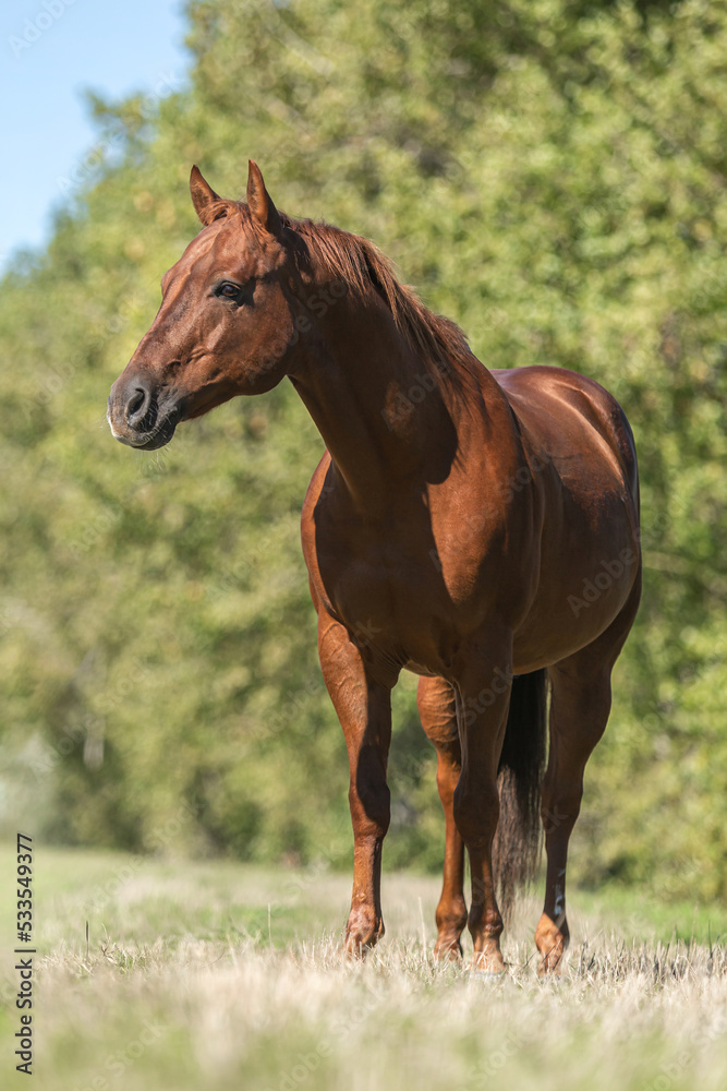 Portrait of a beautiful dark chestnut brown western quarter horse gelding on a meadow in late summer outdoors