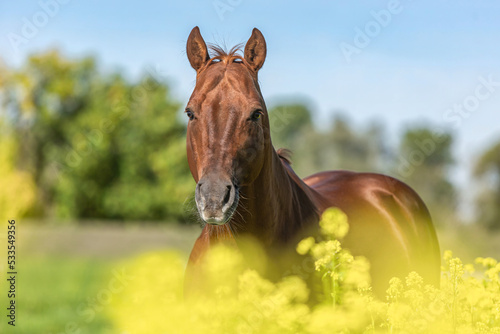 Portrait of a beautiful dark chestnut brown western quarter horse gelding on a meadow in late summer outdoors