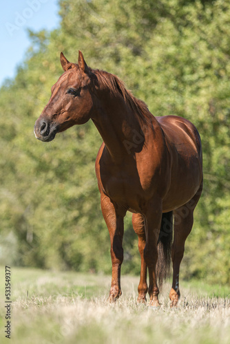 Portrait of a beautiful dark chestnut brown western quarter horse gelding on a meadow in late summer outdoors