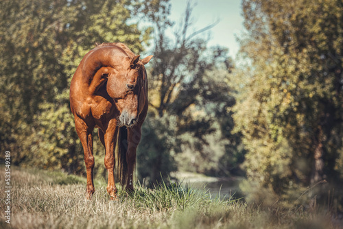 Schilderij op canvas Portrait of a beautiful dark chestnut brown western quarter horse gelding on a m