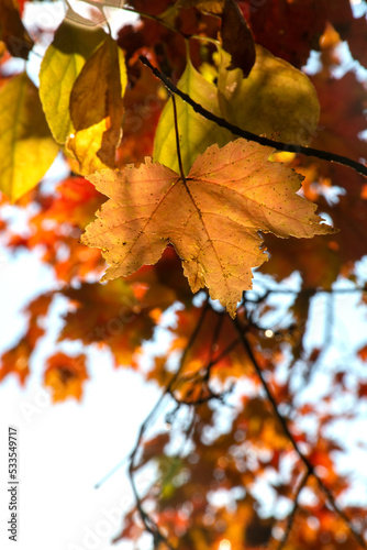 Maple red, orange and and yellow tree leaves on sunny background in autumn. Space for text 